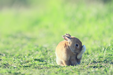 spring rabbit in a green field, easter symbol, beautiful april easter background
