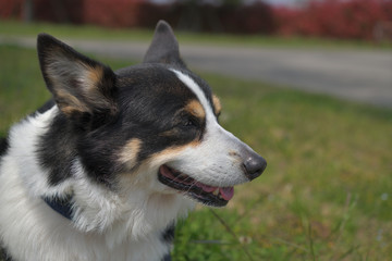 散歩中の黒いコーギー、撮影者の飼い犬。