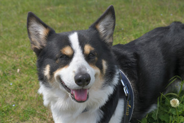 散歩中の黒いコーギー、撮影者の飼い犬。