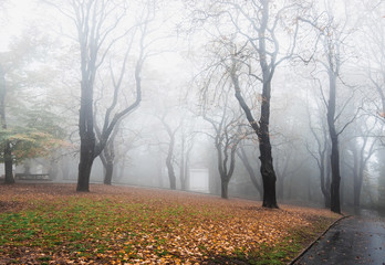 Foggy and cloudy alley in the forest park. Autumn season . Romantic walky mood. Postcard concept. Perspective picture of the trees in the park.