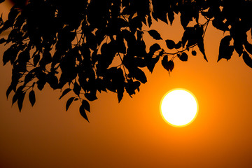 Young Leaf of Cinnamomum camphora tree