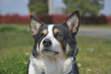 散歩中の黒いコーギー、撮影者の飼い犬。