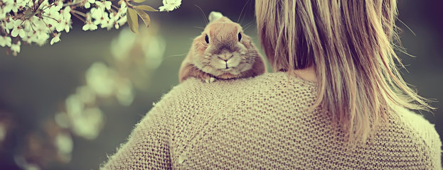 easter bunny in blooming cherry branches april seasonal spring background