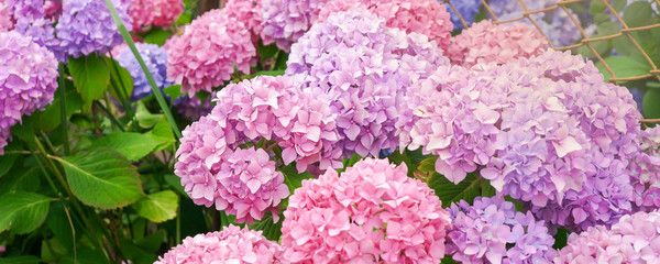 Hydrangea flower blooming in spring and summer in a garden. Beautiful bush of hortensia flowers