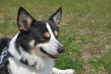 散歩中の黒いコーギー、撮影者の飼い犬。