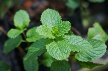 Closeup Green Mint plant leaves. 
