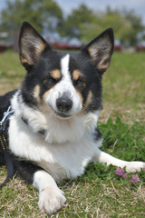 散歩中の黒いコーギー、撮影者の飼い犬。
