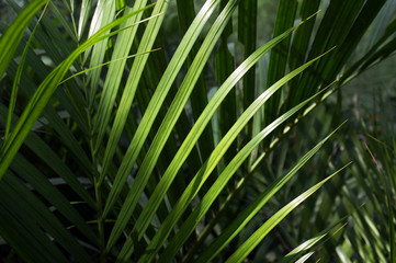 Green leaves palm with sunlight