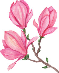 Watercolor illustration of magnolia flowers, for wedding cards, romantic prints, fabrics, textiles and scrapbooking. - 341371922
