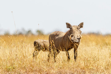 Warthog standing in the high grass on the savanna