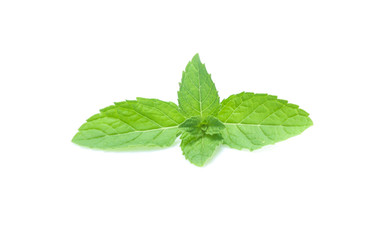 mint leaves isolated isolated on white