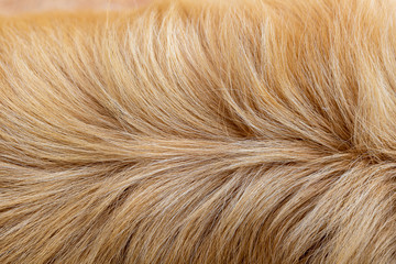 Dog fur texture background yellow Labrador Retriever.