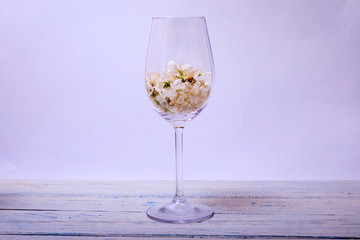 Glass full of cherry blossom flower or Sakura at spring on wooden table and white background. Copy space for text.