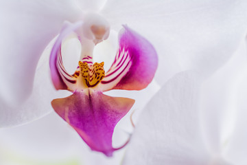 Macro shot of orchid flower in bloom