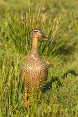 Female Mallard walking on the meadow