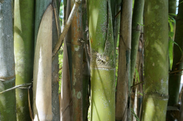 Fototapeta premium Green yellow bamboo trees detail and texture background 
