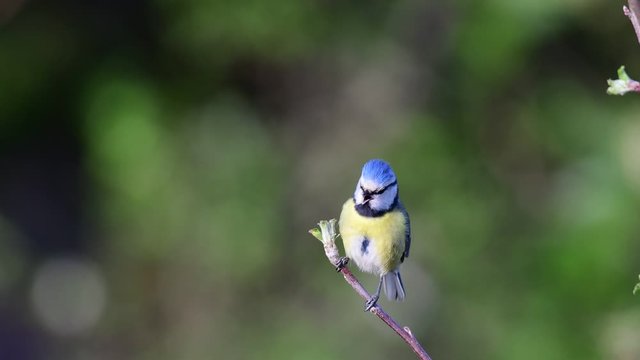Blue tit search feed on the apple tree, spring, (parus caeruleus), germany