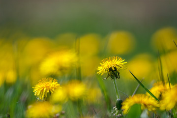 Fototapeta na wymiar Yellow dandelions in green meadow.