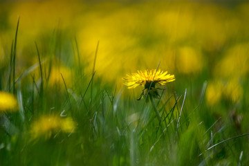 Yellow dandelions in green meadow.