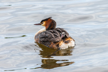 Crested Grebe with a young chick on the back swimming in the water