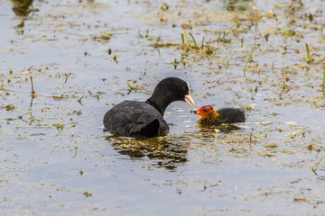 Coot Chicken with food from its parent
