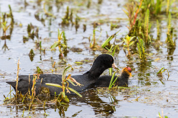 Coot with chicken swimming in lake