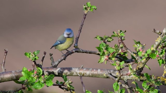 Blue tit search feed on the apple tree, spring, (parus caeruleus), germany