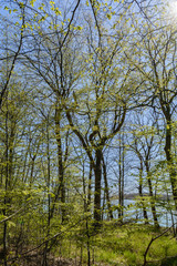 Obraz premium Wanderweg entlang am Boodenufer, Goor, Lauterbach auf Rügen