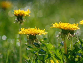 Yellow dandelions in green meadow.