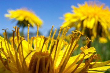Yellow dandelions on blue sky background.