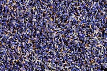 Dried lavender flowers - Powered by Adobe