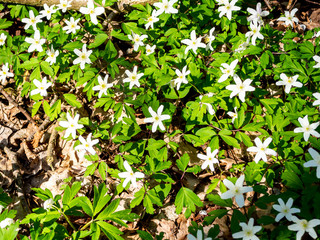 Buschwindröschen ,Anemone nemorosa auf einer Wiese
