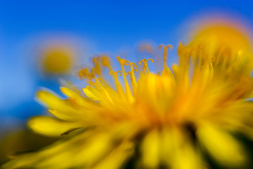 Yellow dandelions on blue sky background.