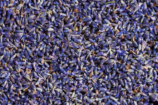 Dried lavender flowers