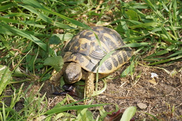 Turtles eating grass in the garden