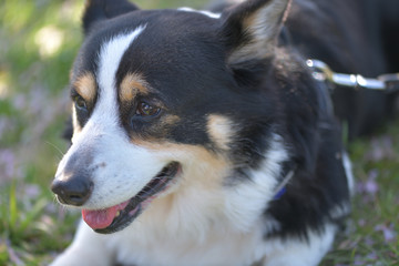桜の花の咲く小春日和に散歩する黒いコーギー、撮影者の飼い犬。
