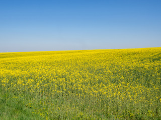 Fototapeta premium Rapsfeld blüht gelb im Frühling