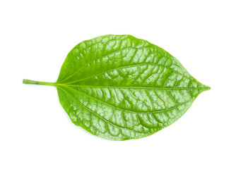 Fototapeta na wymiar Piper sarmentosum, Wildbetal leafbush leaf isolated on white