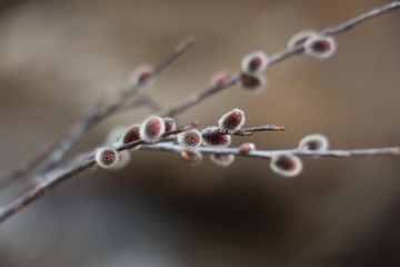 Mountain Berries Chilled by the Morning Frost 