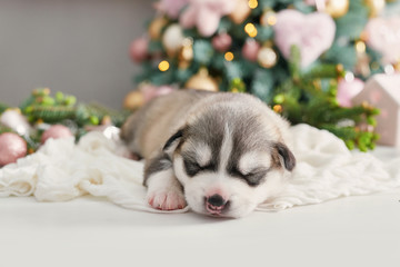 Happy christmas dog, Husky newborn puppy. Christmas and New Year greeting card. Puppy of siberian husky. Template for Chinese horoscope and calendar.