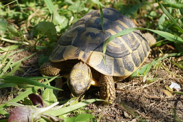 Turtles eating grass in the garden
