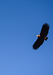 Hawk Hunting