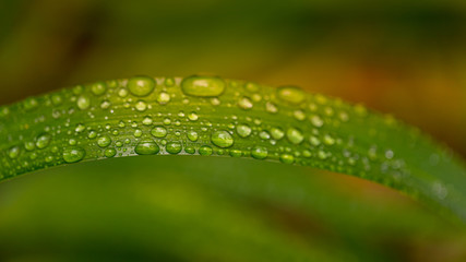 Water droplets on a leaf in the garden