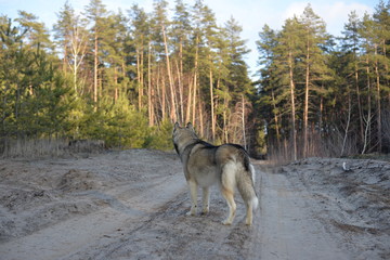 Siberian Husky in the forest. Side / back view