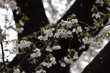 桜と雪