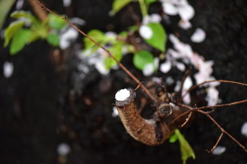 桜の花びらと濡れている木