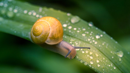 A snail on a leaf with drops of water on a rainy day. 