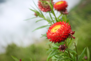red flower daisy