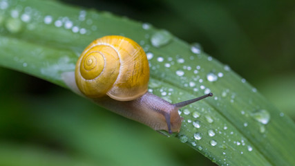 A snail on a leaf with drops of water on a rainy day. 