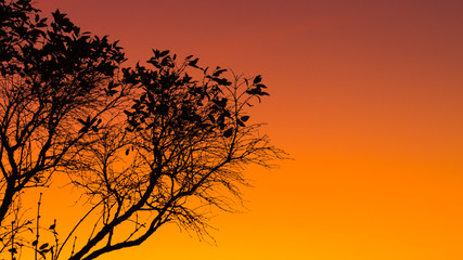 Silhouette of a tree in the sunset in Veszprem.